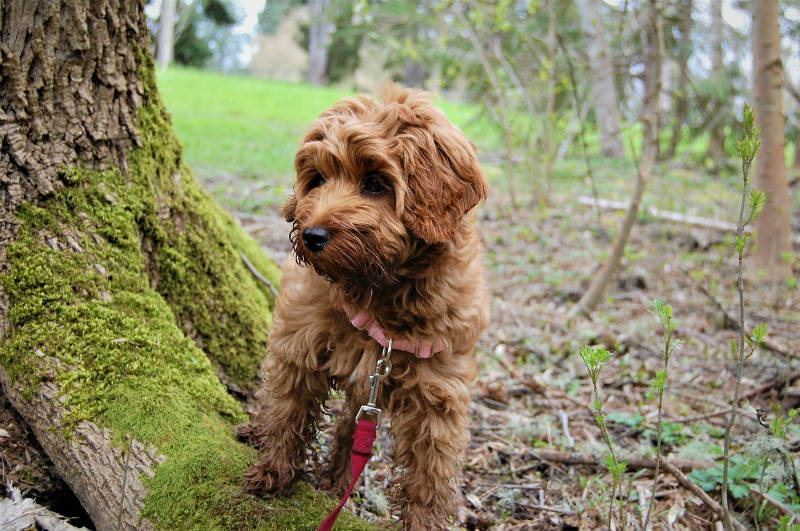 Afbeelding van een labradoodle pup in een bos.