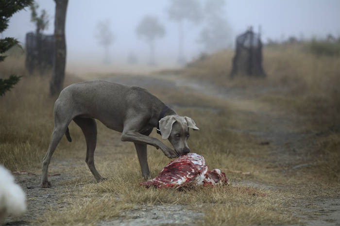 Foto van een hond die vlees eet.