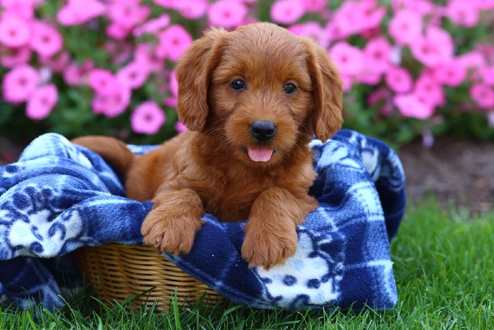 Labradoodle puppy in een mand.