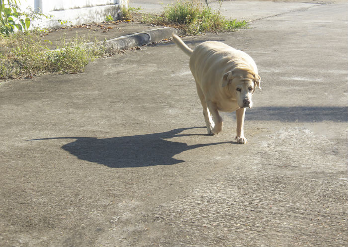 Labrador met overgewicht