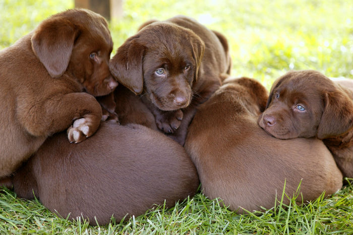 Bruine labrador puppy's