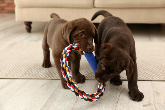 Labrador puppy's spelend met speelgoed.