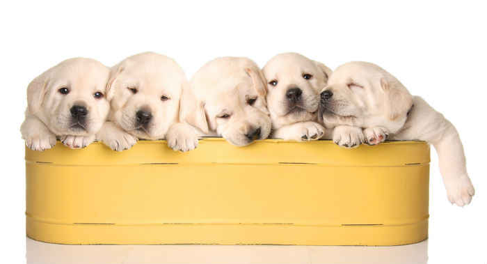 Vijf labrador puppy's in een mand.