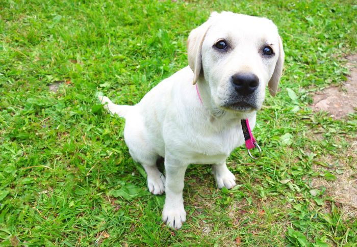 Labrador puppy buiten op een grasveld