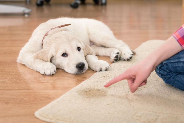 Labrador puppy die op tapijt geplast heeft
