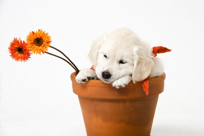 Schattige labrador pup in een plantenbak