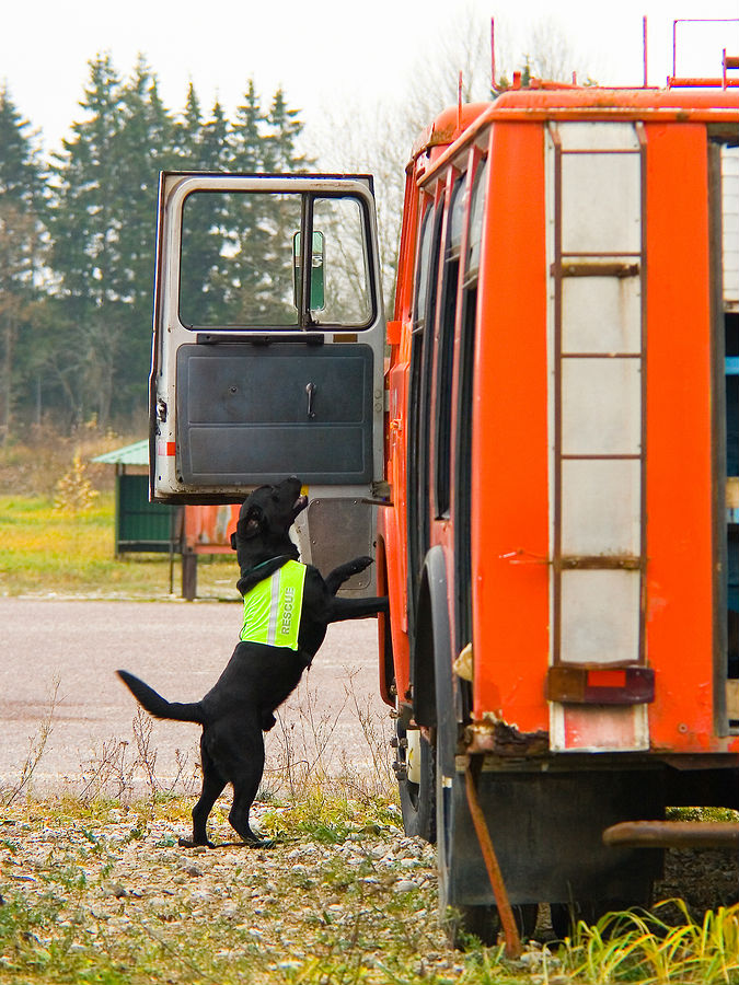 Labrador als hulphond aan het werk