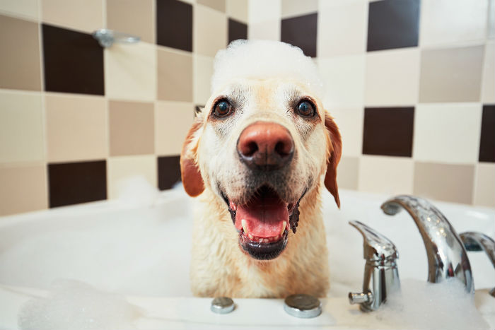 Labrador in bad met schuim op zijn hoofd