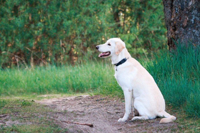 Witte Labrador in zithouding in het bos