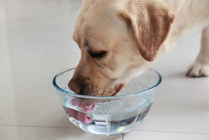 Labrador die uit een bak met water drinkt