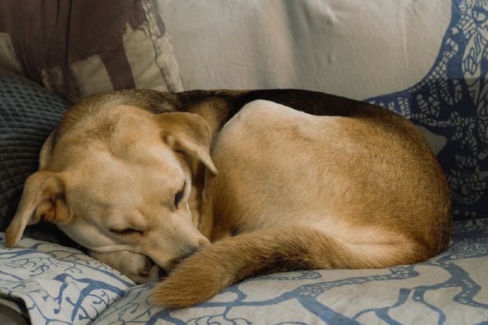 Slapende Labrador
