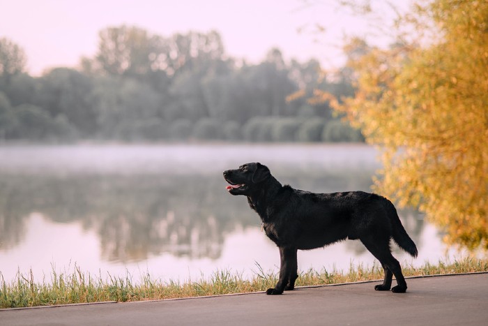 Zwarte Labrador die bij een meer staat