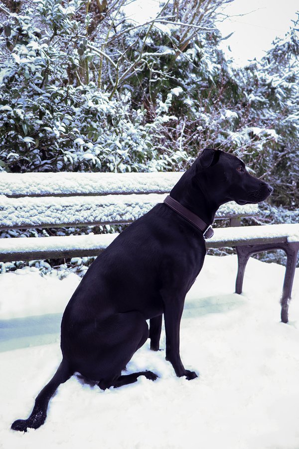 Zwarte Labrador in de sneeuw