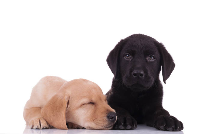 roze Klap het beleid Welke kleur Labrador is het rustigst? - Hondenkanaal