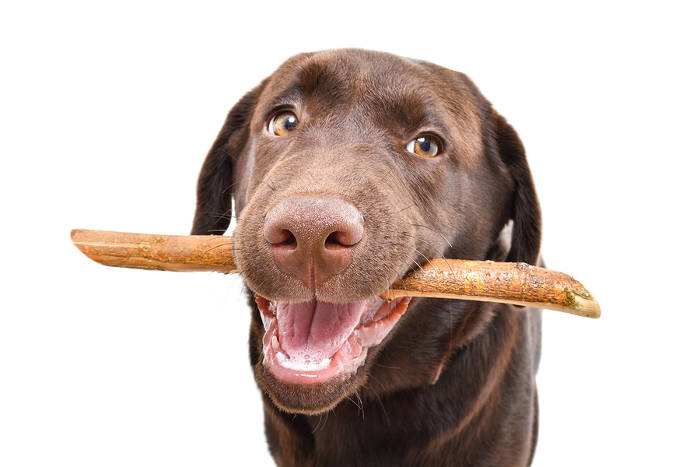 Bruine labrador puppy met een stok in zijn mond