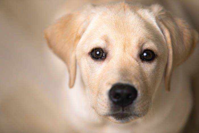 Close-up van een gouden labrador pup
