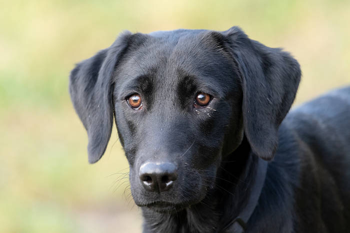 Close-up van een zwarte Labrador