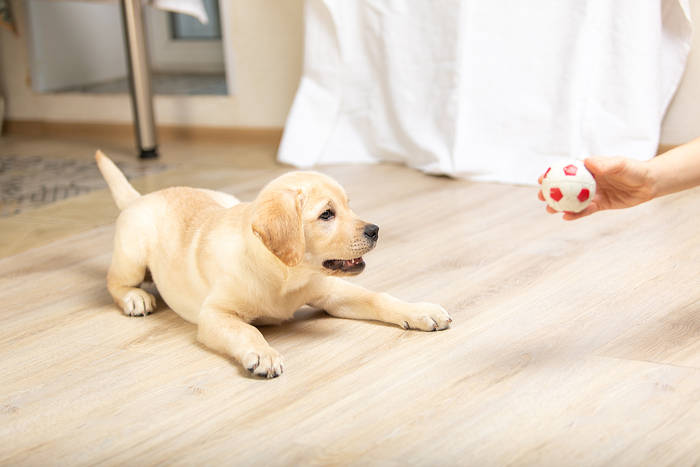 Gouden labrador pup die een bal wil pakken