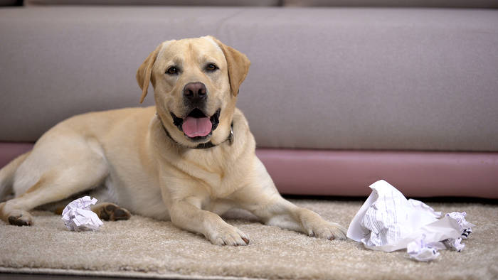 Labrador met verscheurd papier om zich heen