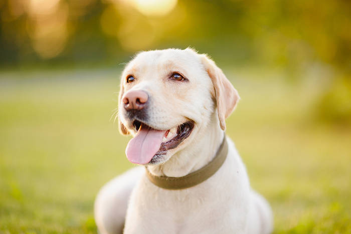 Vrolijke Labrador op het gras met tong uit zijn bek