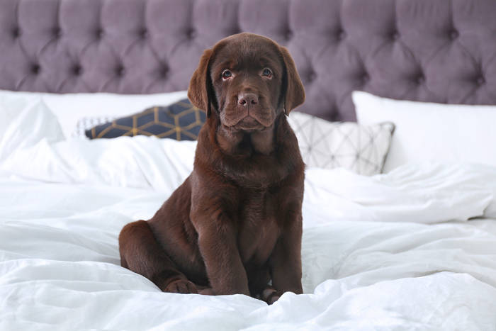 Cute Labrador retriever puppy on bed at home. Friendly dog