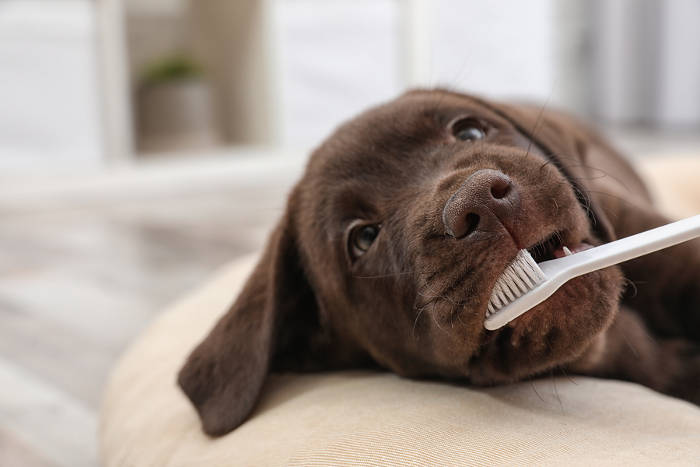 Bruine labrador retriever met een tandenborstel in zijn bek