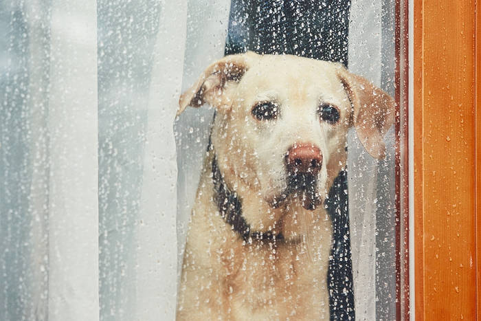 Labrador die zielig naar buiten kijkt terwijl het regent