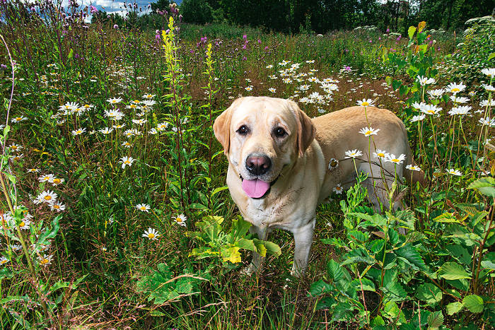 Prachtige labrador omringd door bloemen