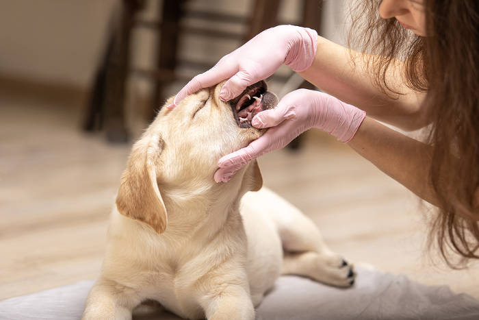 Tanden van labrador pup worden door de dierenarts bekeken