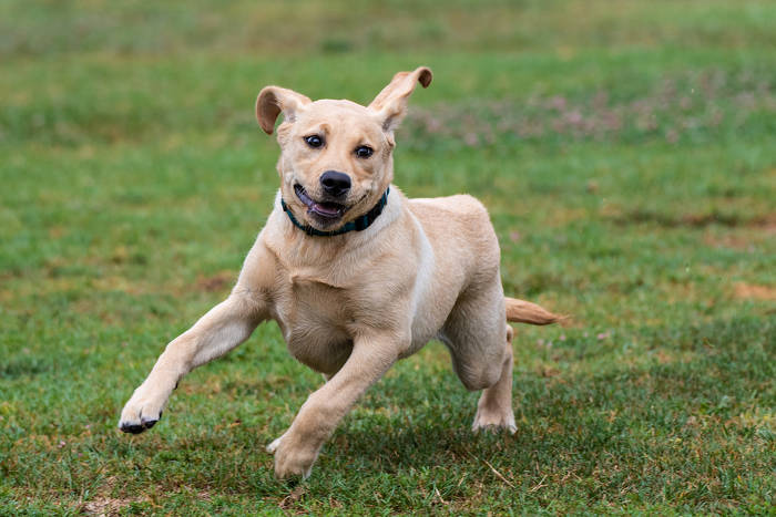 Vrolijke labrador puppy die over een grasveld rent