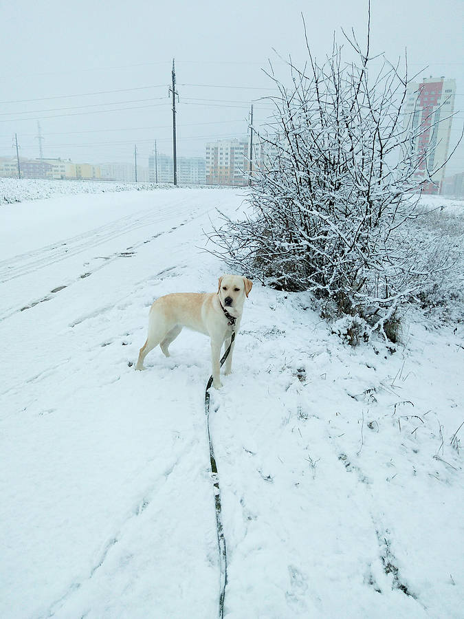 Labrador aan de hondenriem in de sneeuw