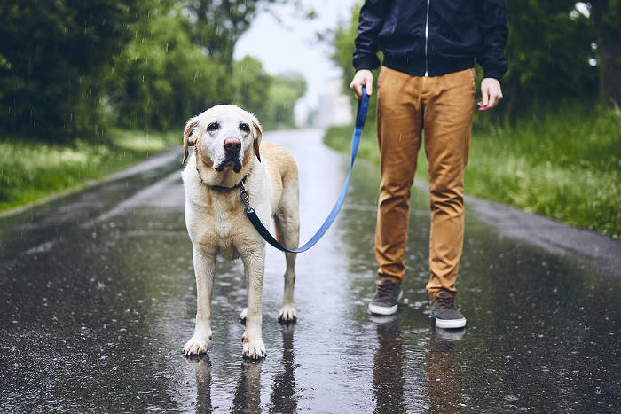 Labrador die wordt uitgelaten in de regen