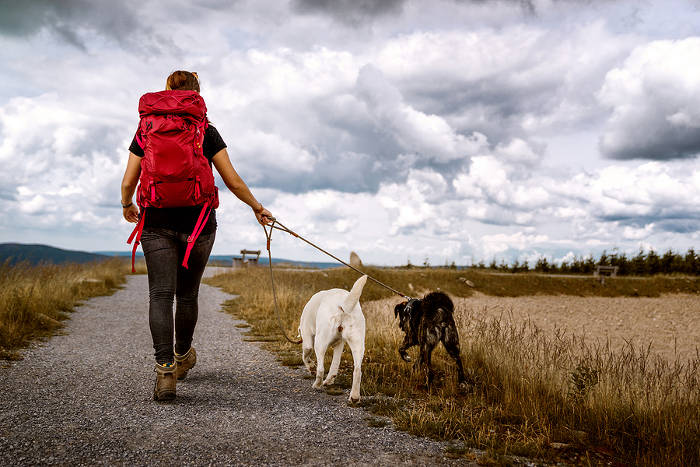 Labrador en Duitse herder die aan de hondenriem een lange wandeling maken