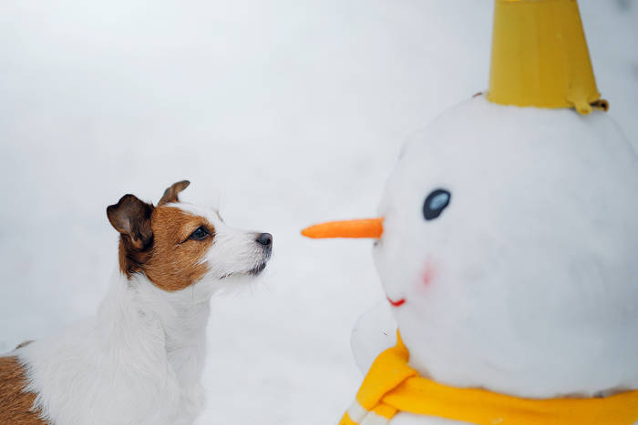 Jack Russel die tegen een sneeuwpop aankijkt