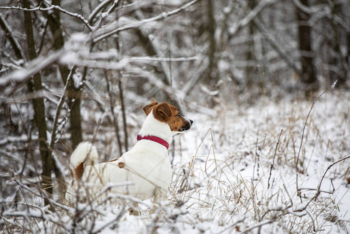 Jack Russel in een besneeuwd bos