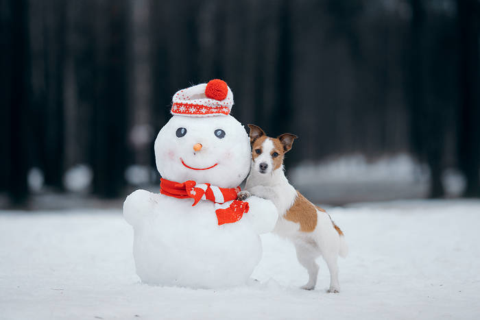 Jack Russel naast een sneeuwpop