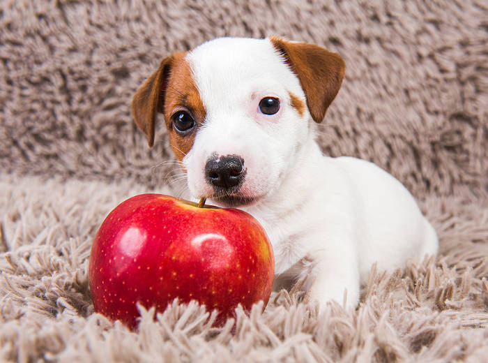 Jack Russel puppy met een appel voor zijn neus