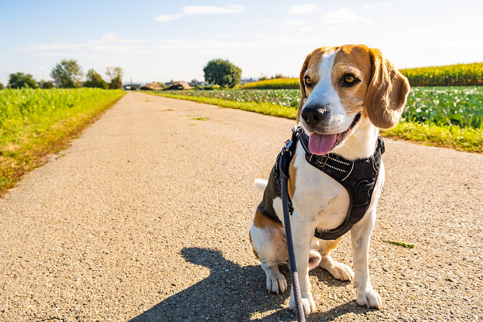 Foto van een beagle op een zonnige weg.