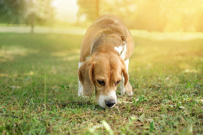 Beagle die buiten door het gras snuffelt