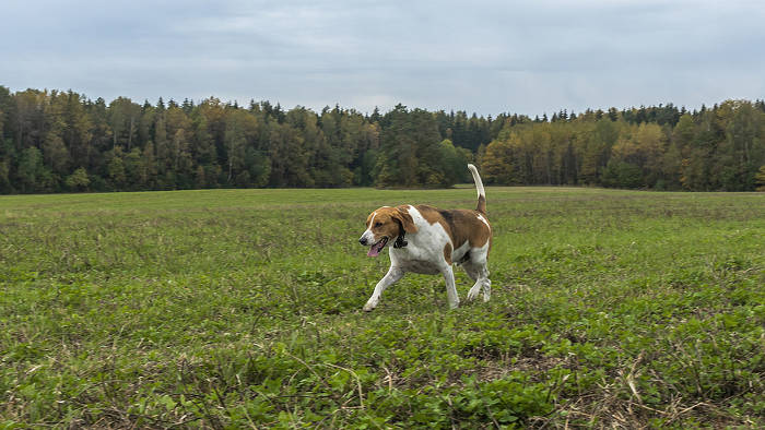Beagle die buiten op een grasveld speelt