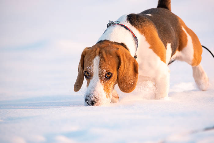 Beagle die snuffelt in de sneeuw