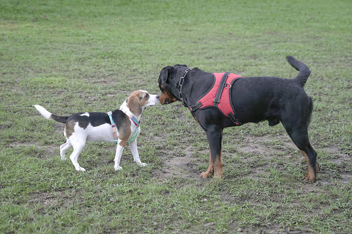 Beagle en Rottweiler in het park
