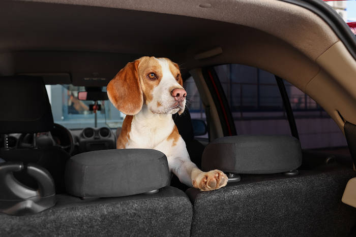 Beagle in de auto