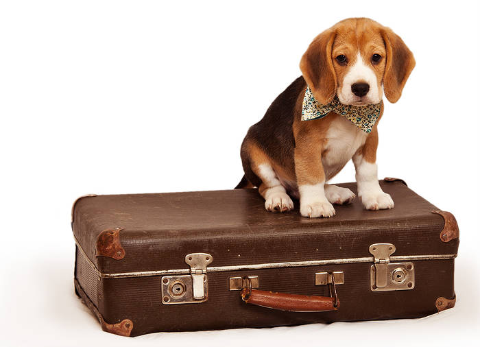 Beagle puppy die op een koffer zit