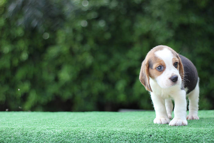 Beagle puppy op een grasveld