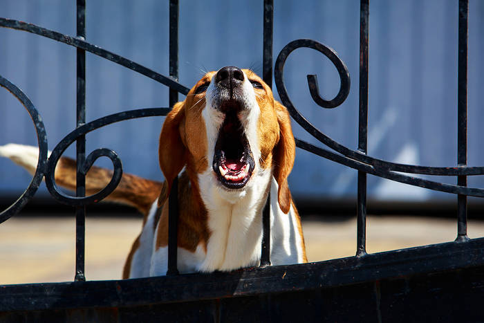 Blaffende Beagle voor een tuinhek.