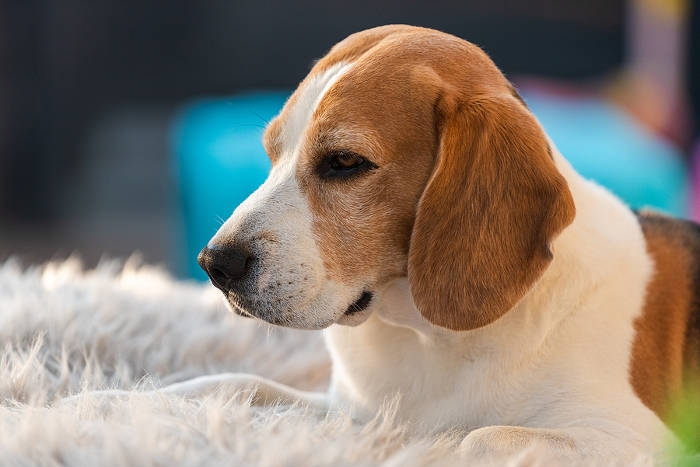Een Beagle op een zacht kleedje in de tuin.