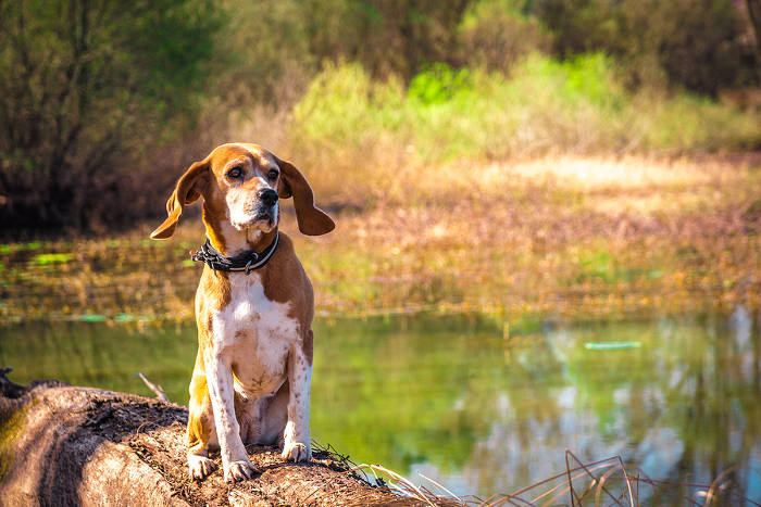 Beagle die aan de waterkant zit
