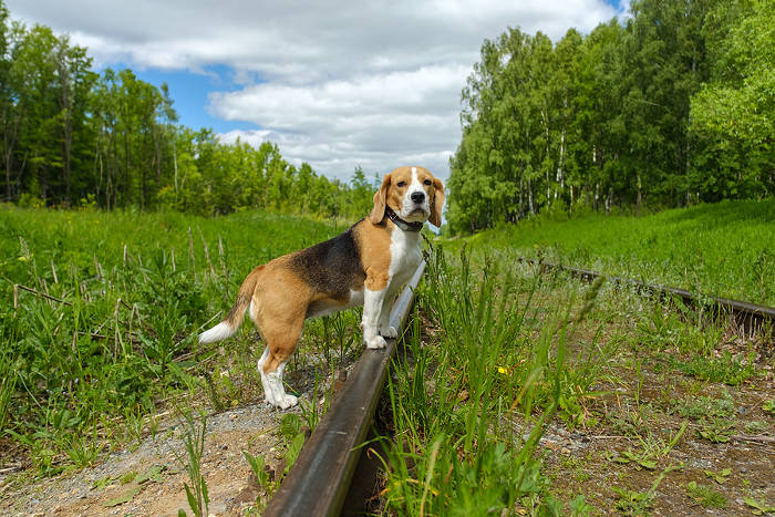 Beagle die buiten in de natuur rondloopt