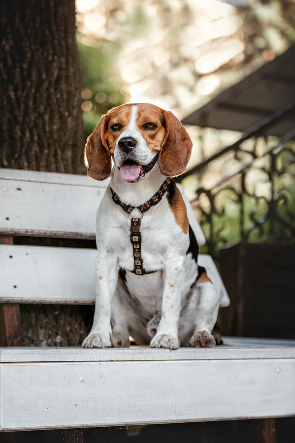 Beagle die buiten op een bank zit